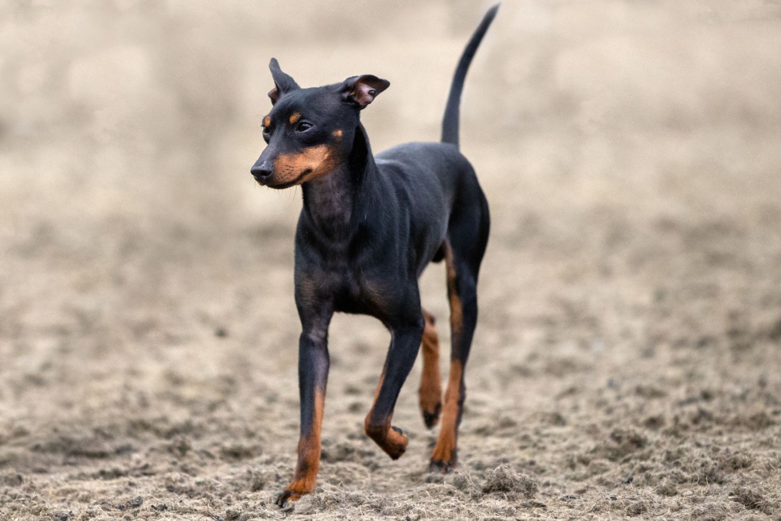 English Toy Terrier Bewegung