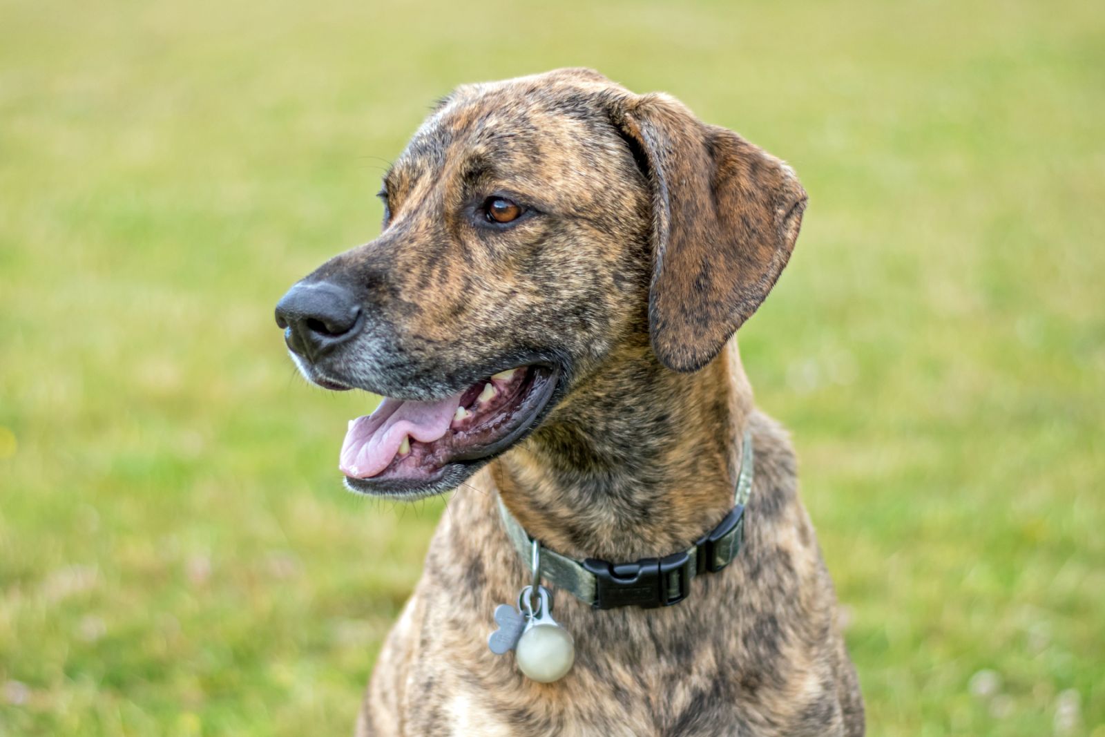 Plott Hound im Rasseporträt: Charakter, Haltung, Zucht