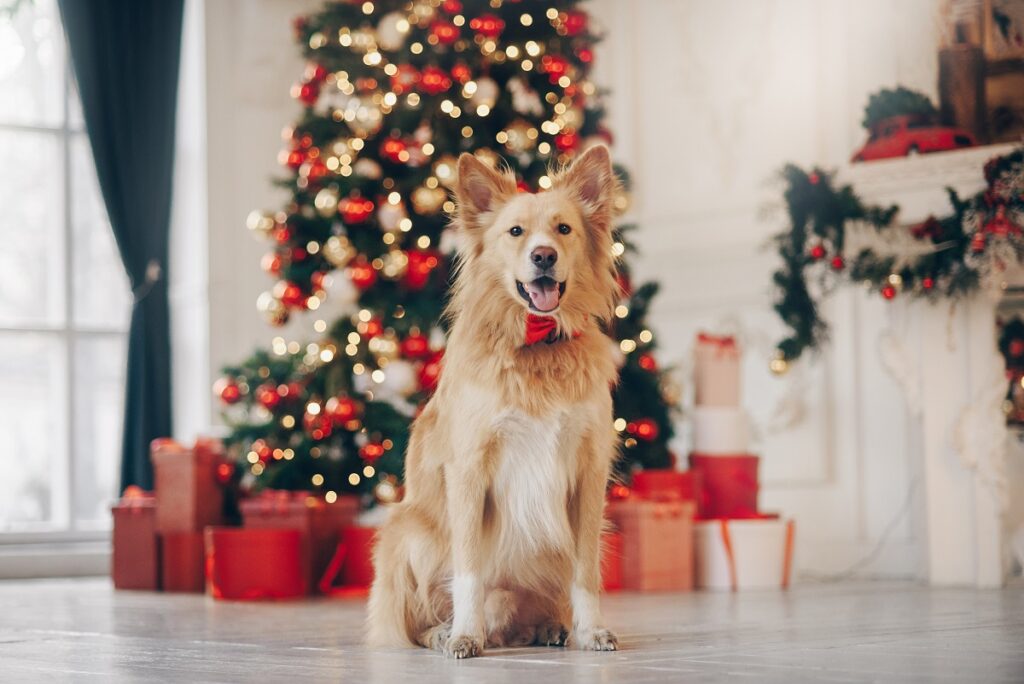 Weihnachtsgeschenke für Hunde Die schönsten Ideen zooplus