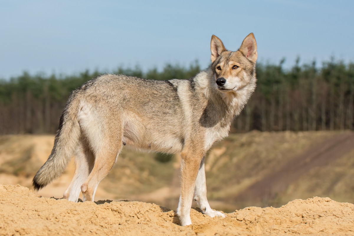 Tamaskan: Aussehen, Wesen, Herkunft | Hunderasse im Porträt