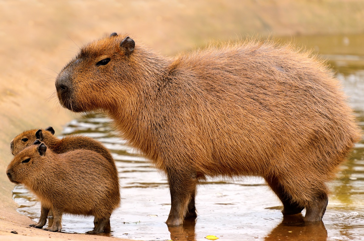 Capybara mit Jungen