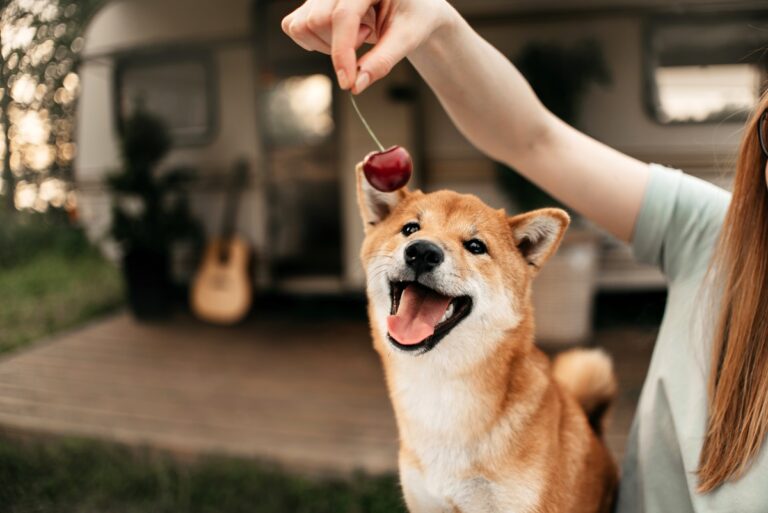 Dürfen Hunde Kirschen essen