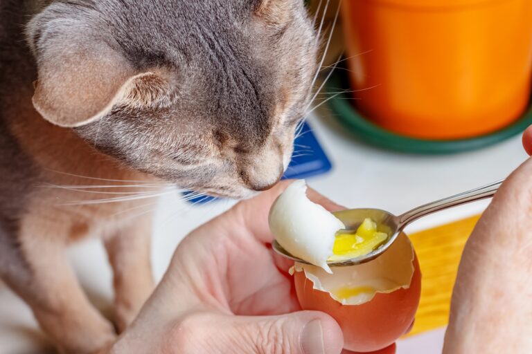Dürfen Katzen Eier essen