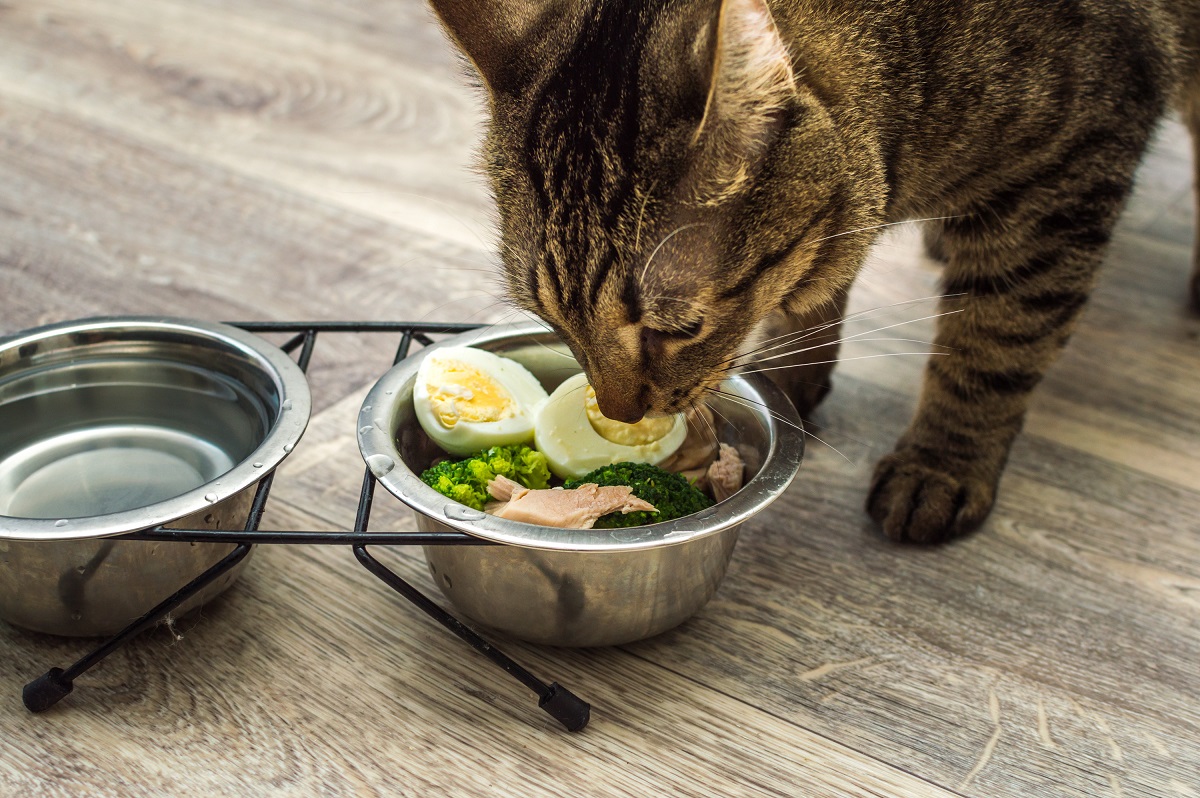 Dürfen Katzen Eier essen