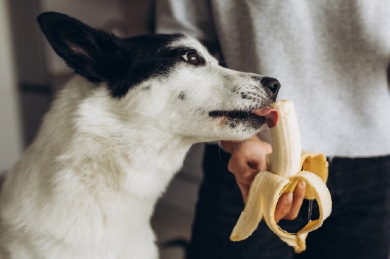 Dürfen Hunde Bananen essen