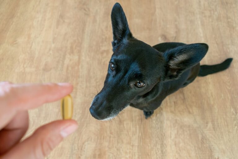 Dem Hund Tabletten geben