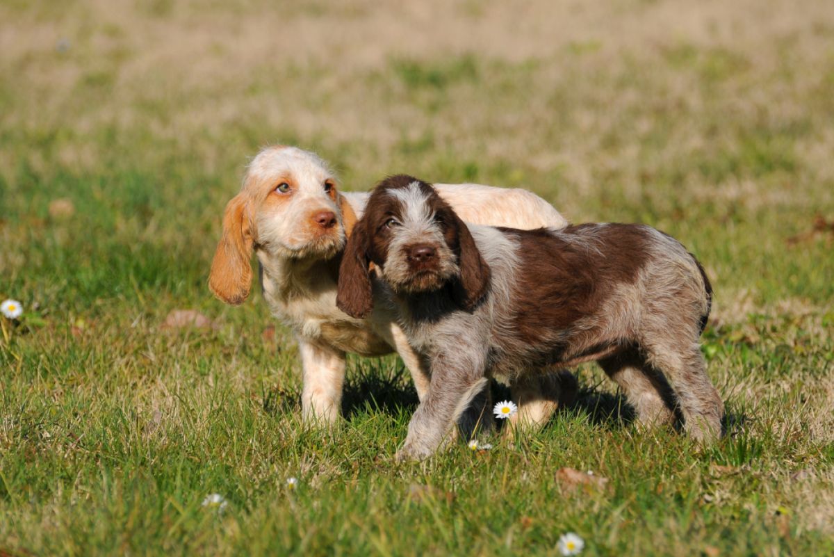 Spinone Italiano Welpen