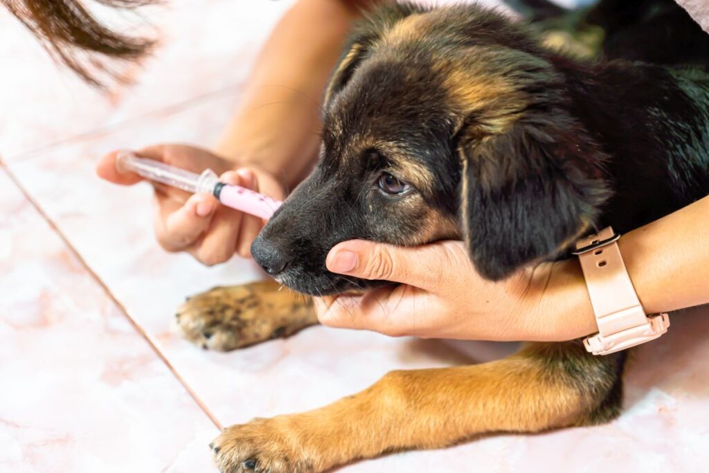 dem Hund Tabletten flüssig geben