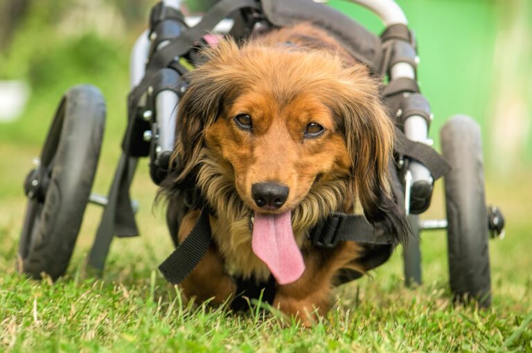 Dackellähme beim Hund