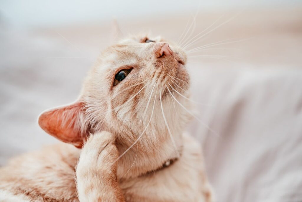 Katze mit Juckreiz am Ohr