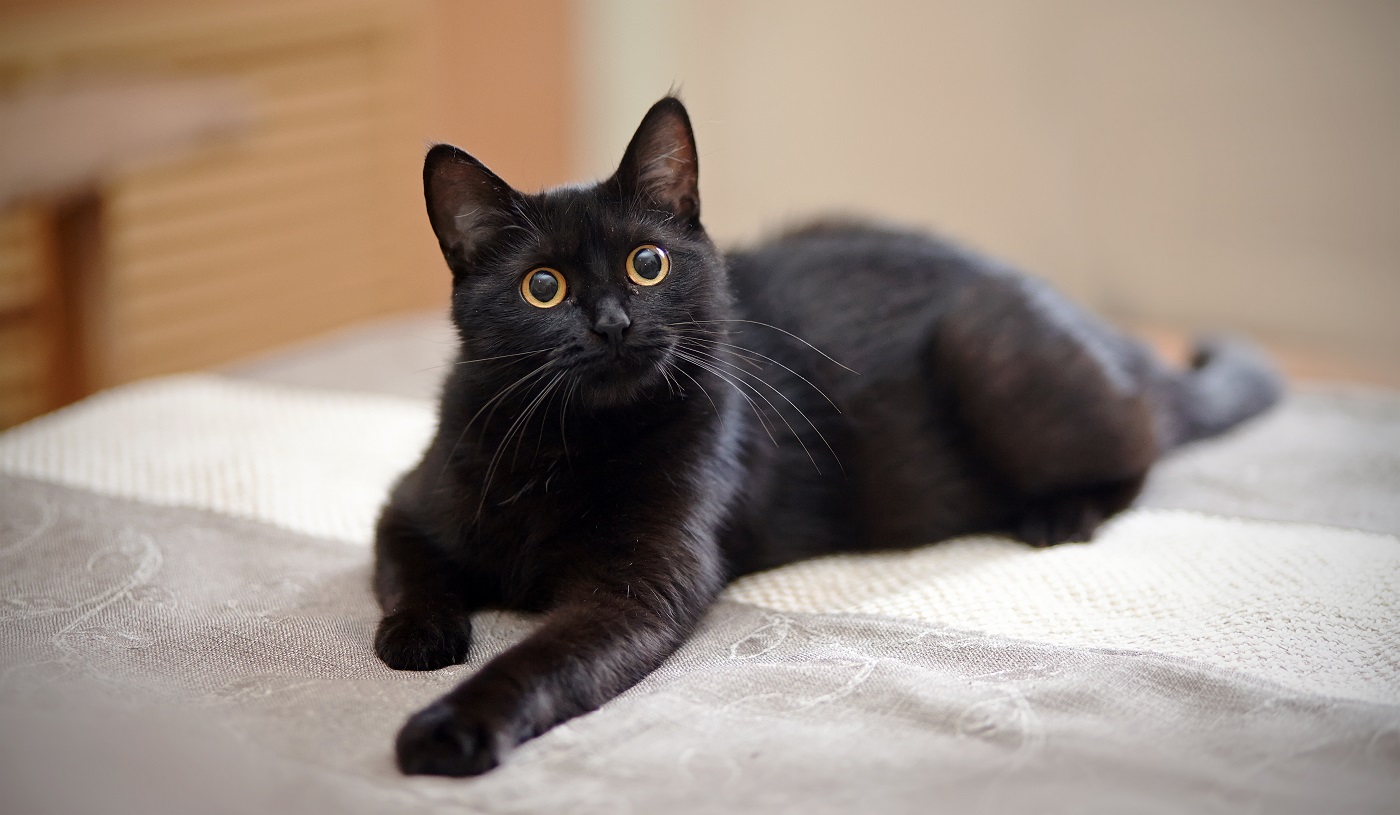 Traum von schwarzer Katze