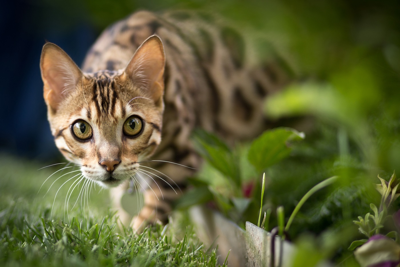 Bengal-Katze Qualzucht