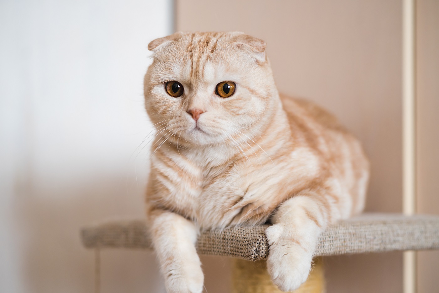 Faltohren Scottish Fold Qualzucht