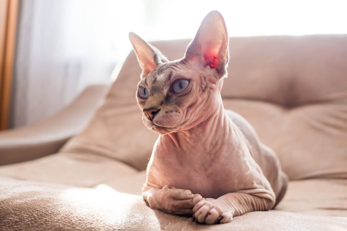 Sphynx-Katze Qualzucht