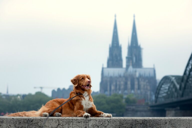 Städtetrip mit Hund Deutschland