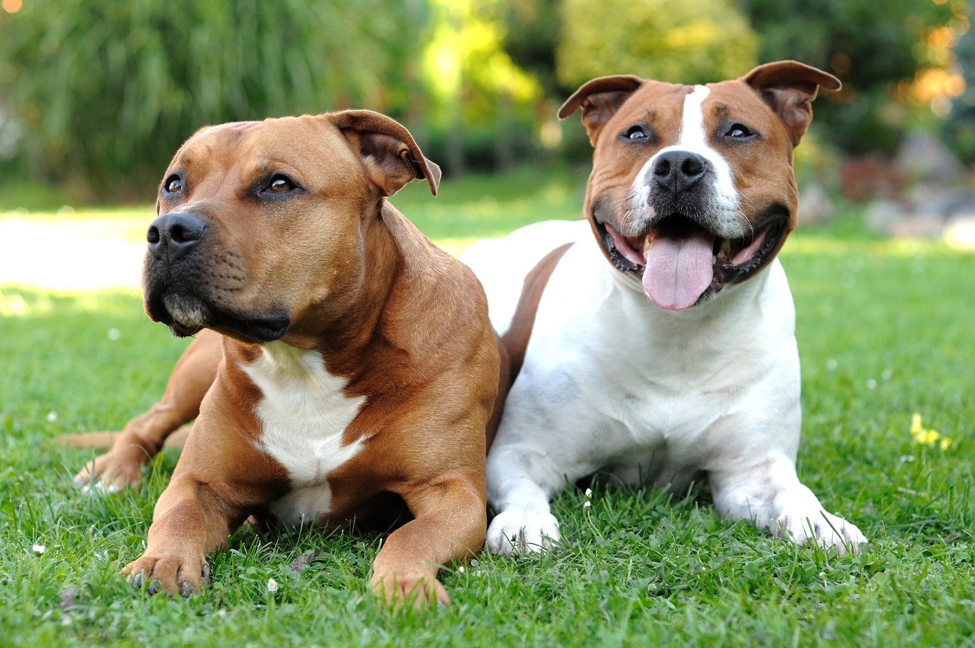 Hundehaftpflicht für Listenhunde und Kampfhunde