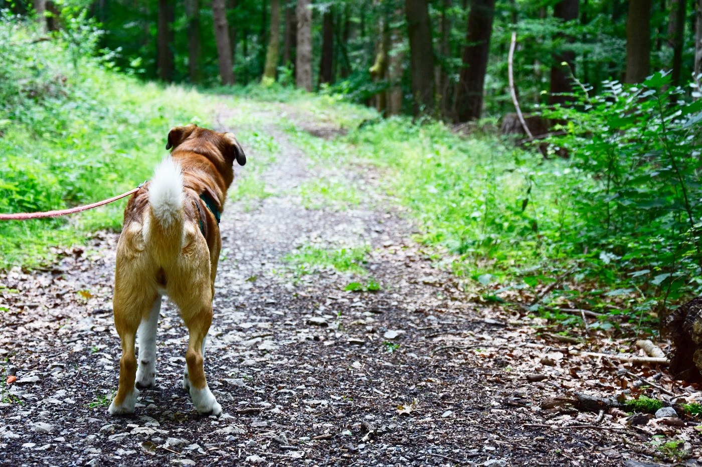 Leinenpflicht für Hund Wald