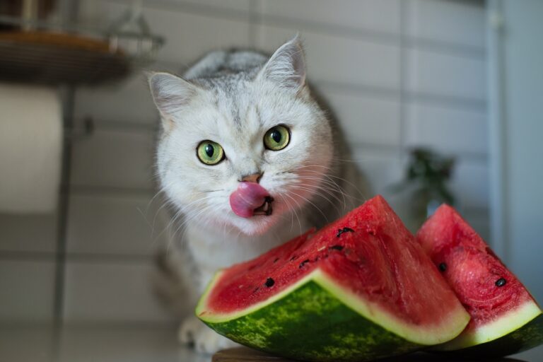 Wassermelone für Katzen