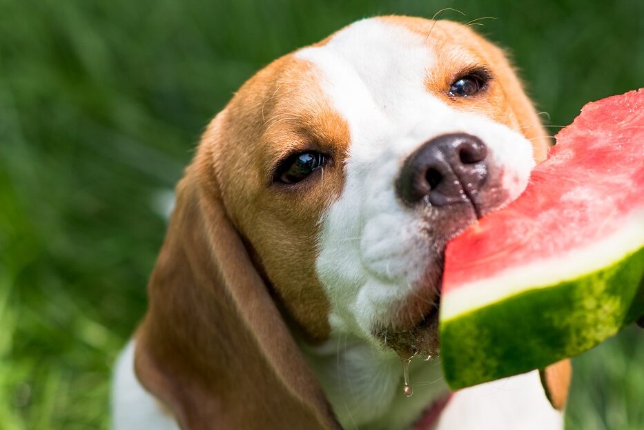 Hund frisst Wassermelone
