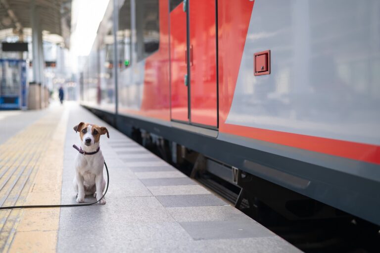 Deutsche Bahn Hund