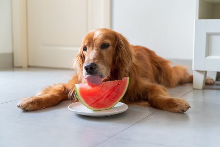 Wassermelone für Hunde