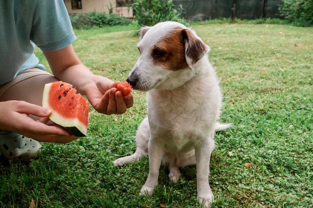 Wassermelone für Hunde