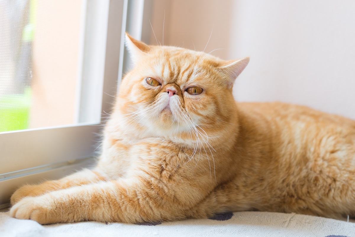 extrem kurzköpfige Exotic Shorthair Katze Qualzucht