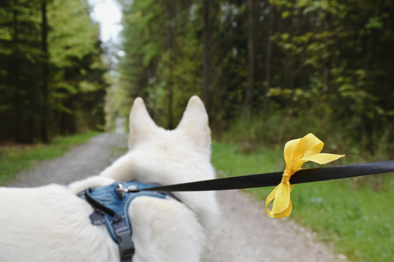 gelbe Schleife Hund