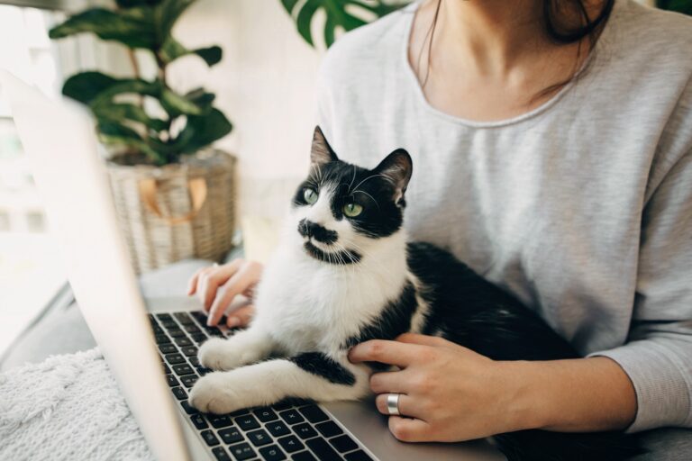 Pet-Sitting Websites Vergleich