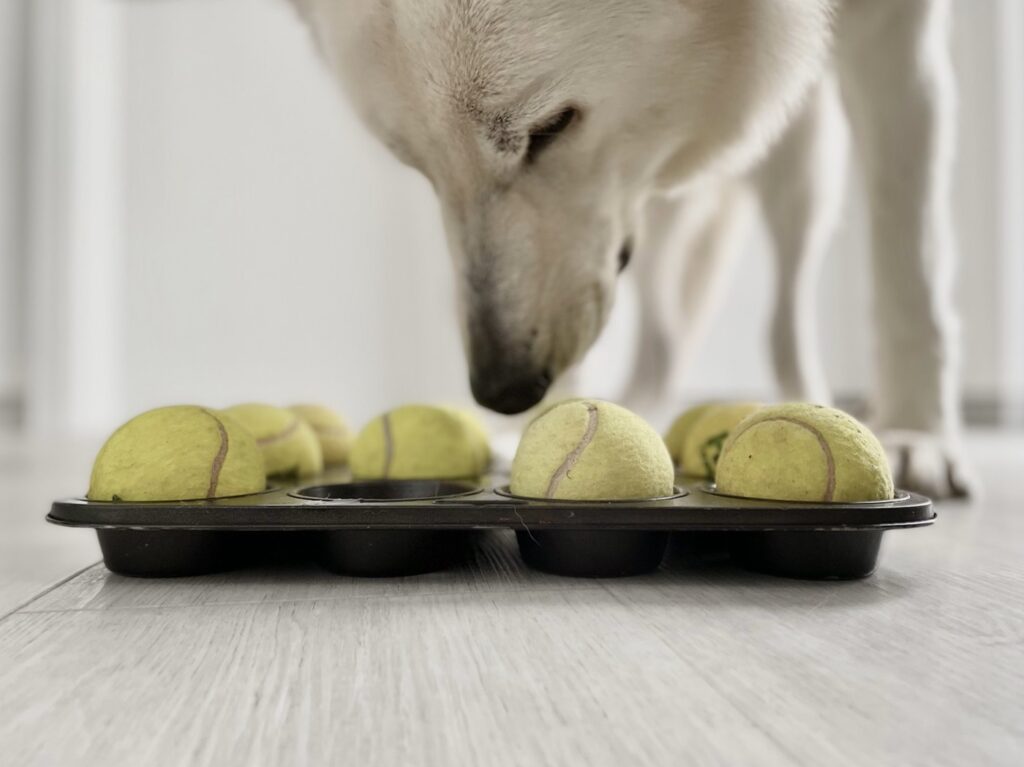 DIY Intelligenzspiel für Hunde mit Muffinform und Bällen