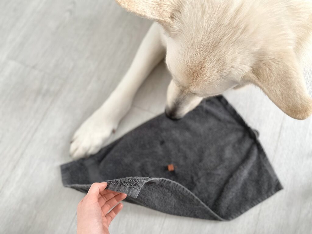 Hunde-Denkspiel mit Handtuch