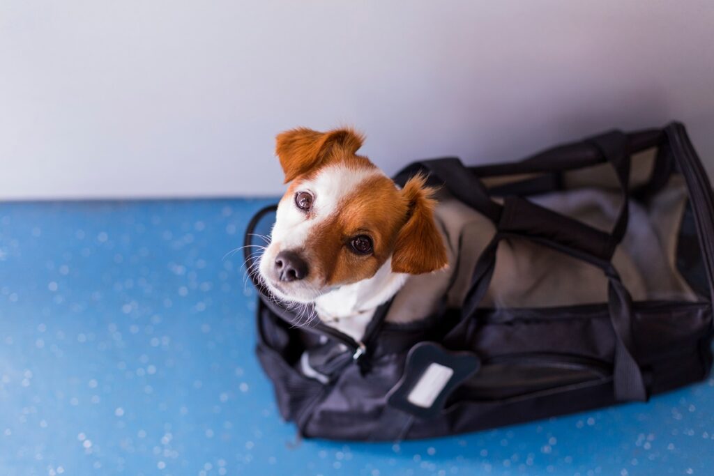 Hund im Flugzeug in Transporttasche