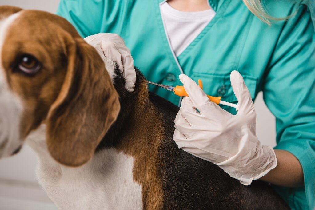 Hund chippen beim Tierarzt