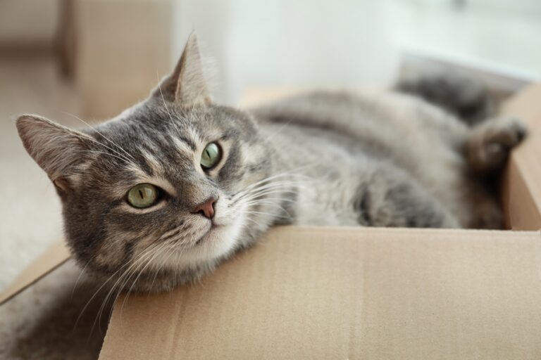 Katzen mögen Kartons