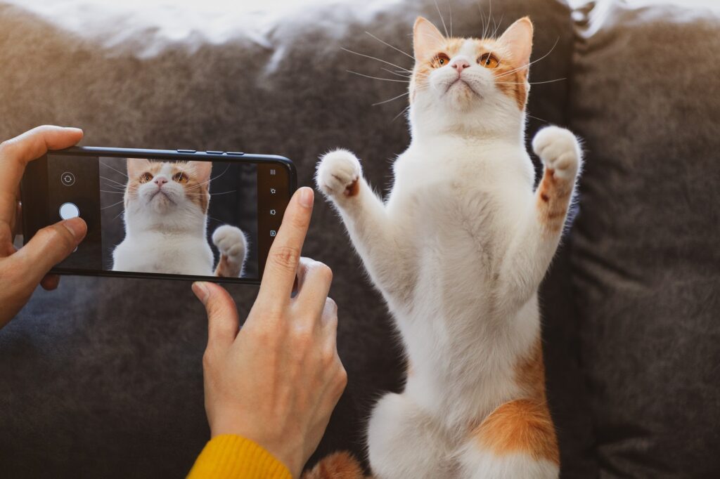Petfluencer macht Foto von Katze