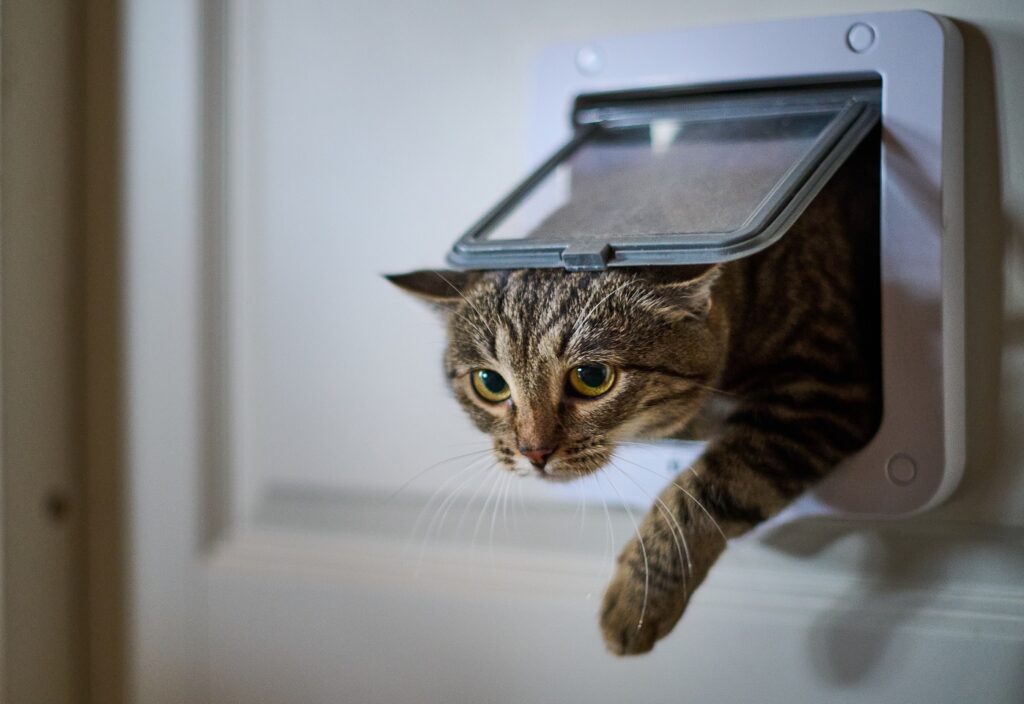Mikrochip bei Katze öffnet Katzenklappe