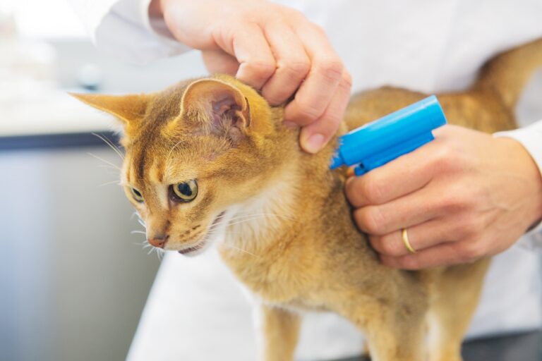 Katze chippen Tierarzt