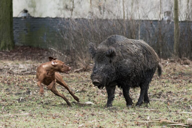 Aujeszkysche Krankheit beim Hund