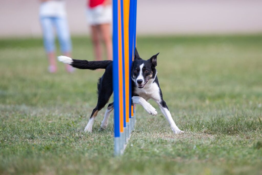 Hund mit intakter Rute