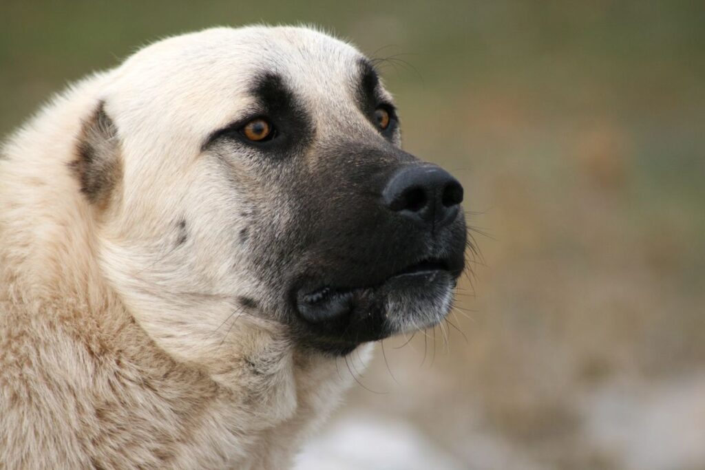 Kupierte Ohren beim Hund