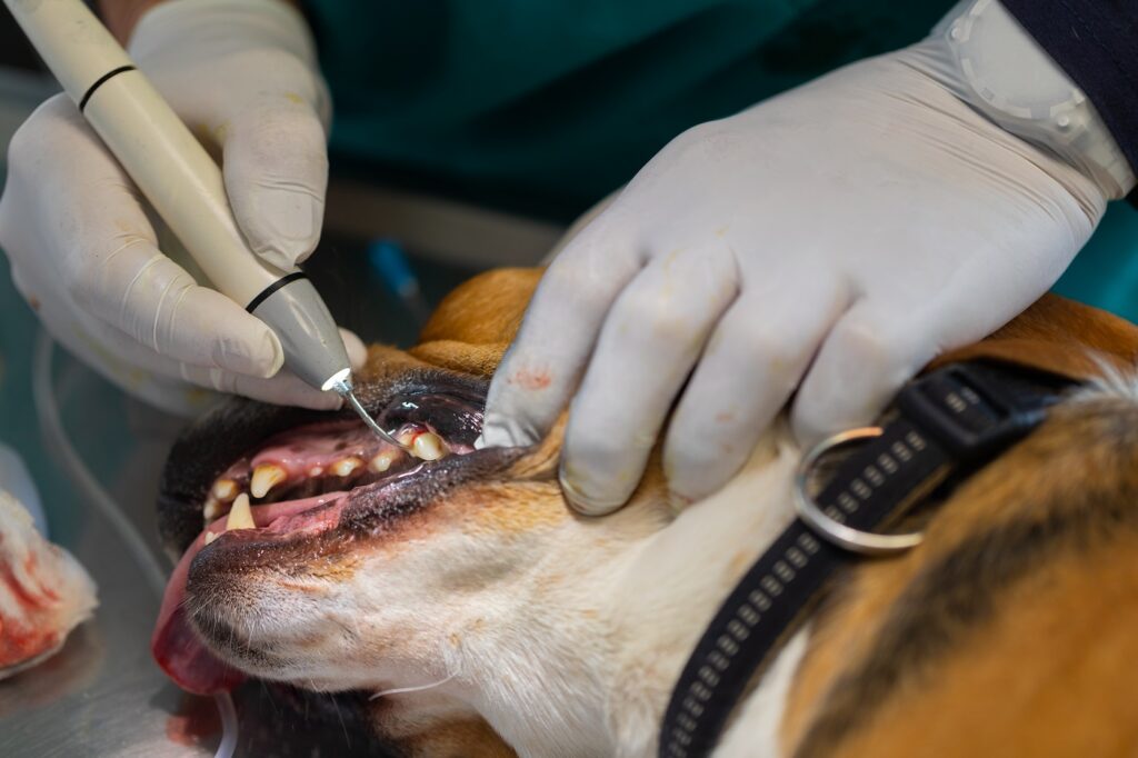 Zahnreinigung beim Hund beim Tierarzt