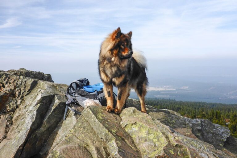 Wandern im Harz mit Hund