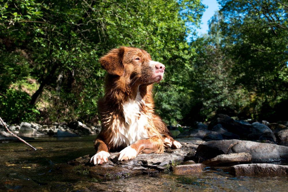 Wandern mit Harz im Hund Abkühlung am Bach