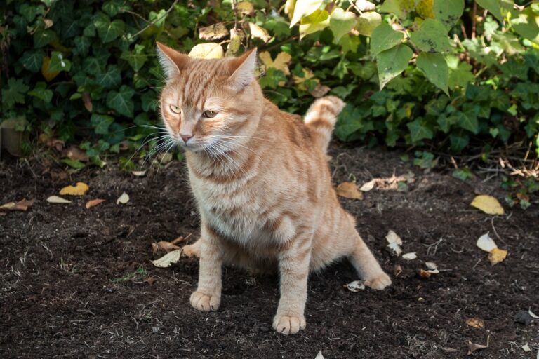 Urinprobe von der Katze auffangen