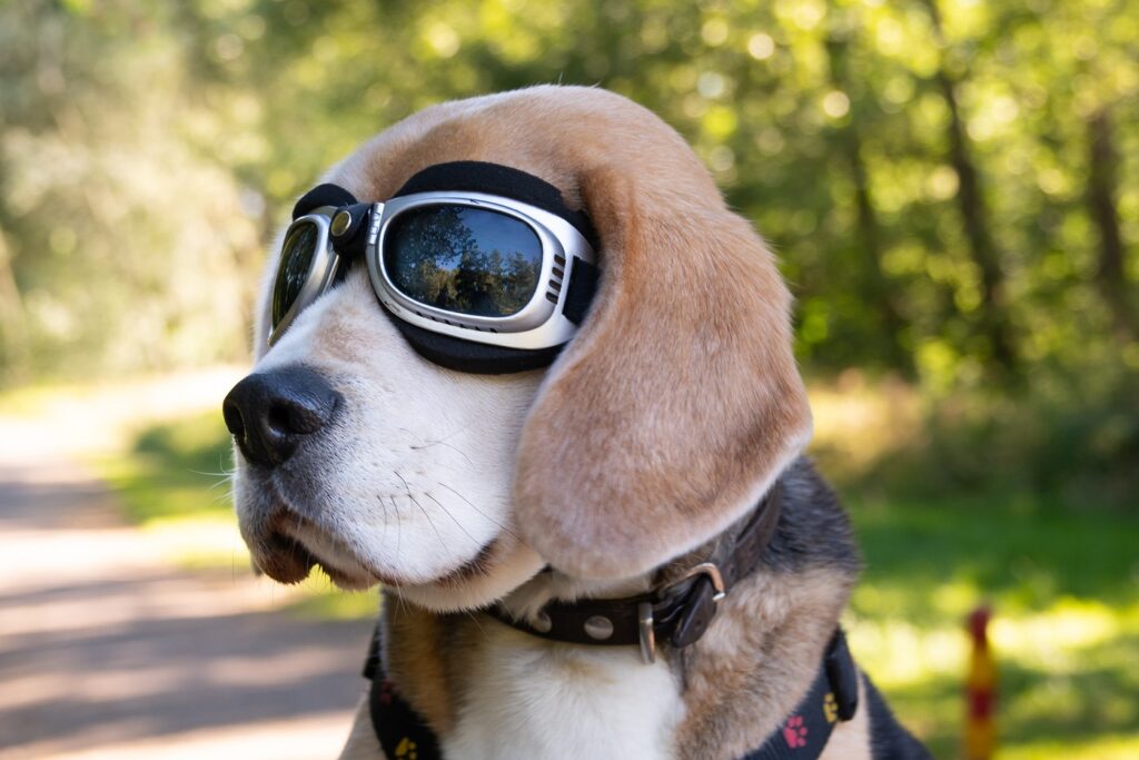 Hundebrille zum Schutz beim Fahrradfahren