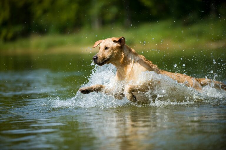 Wassertute beim Hund entsteht durch zu langes schwimmen im kalten Wasser