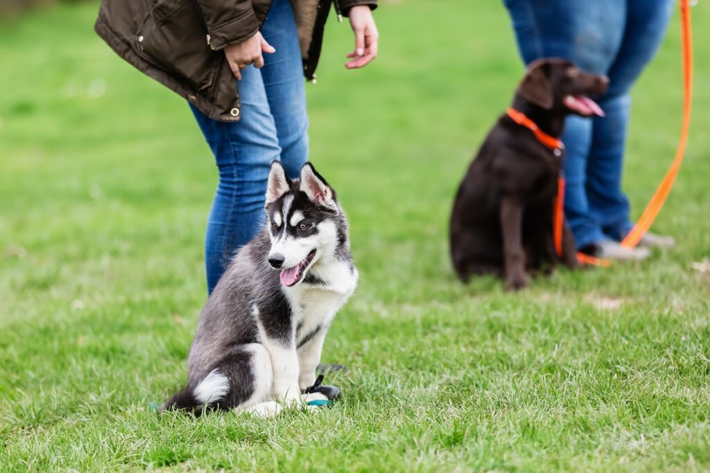 AHDS beim Hund