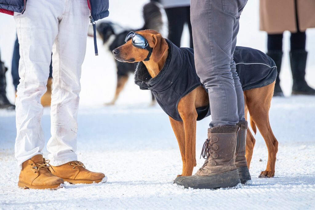 Hund mit Ski- und Sonnenbrille im Schnee