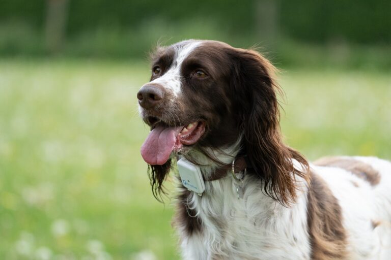 Hunde-Gadgets wie GPS-Tracker können den Alltag erleichtern