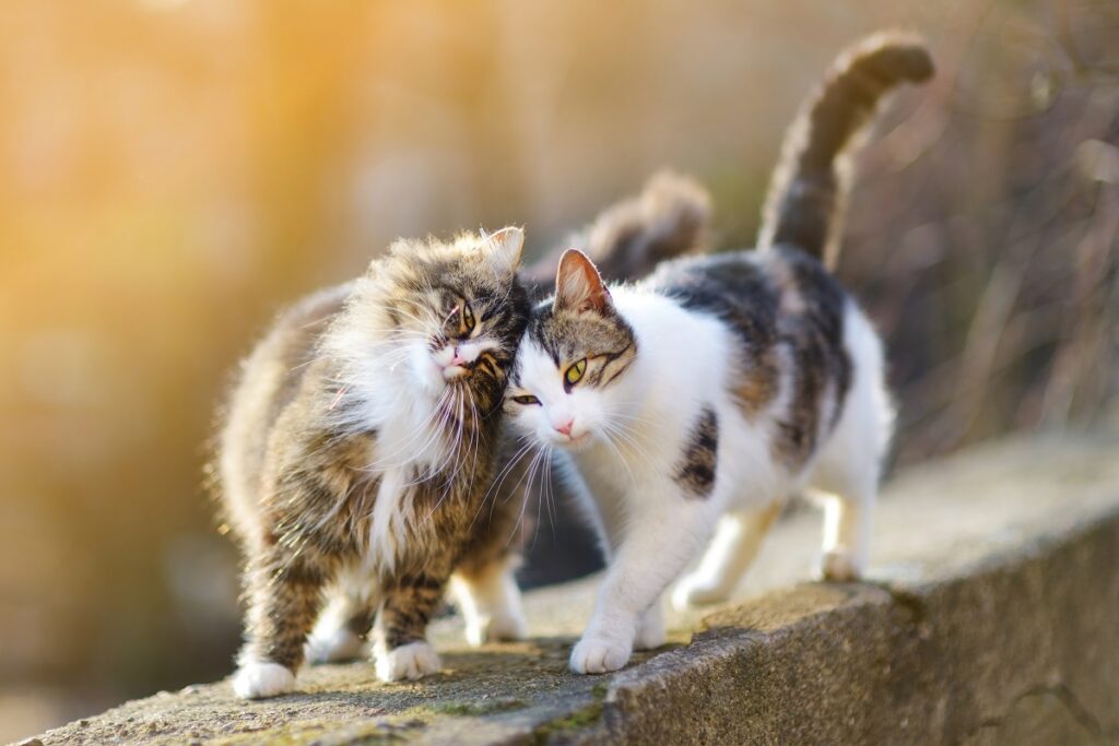 Räude bei Katzen